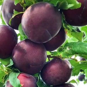 Queen Garnet Plum Tree (胭脂女王李)