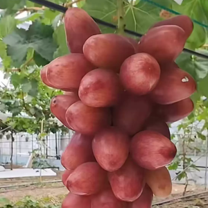 Queen Rouge Grape Vine (胭脂皇后葡萄苗)