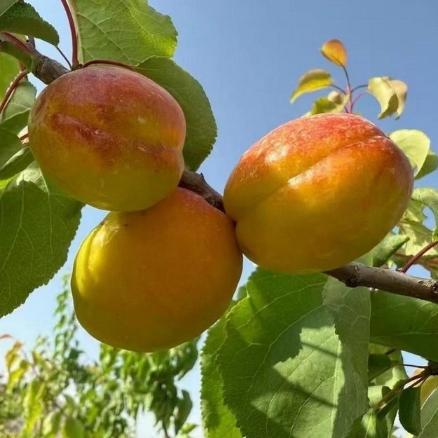Mango Oil Apricot Tree (芒果油杏)
