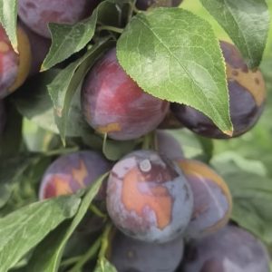 Honey-Juice Plum Tree (蜜汁李)