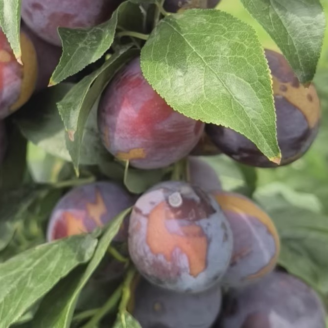Honey-Juice Plum Tree (蜜汁李)