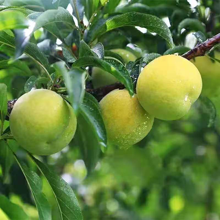 Micui No. 1 Plum Tree (蜜脆一号李)