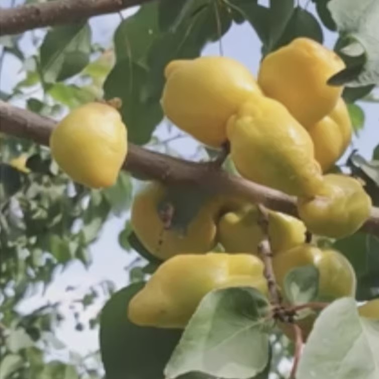 Chili Oil Apricot Tree (辣椒油杏)