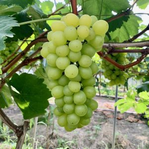 Zuijinxiang Grape Vine (醉金香葡萄苗)