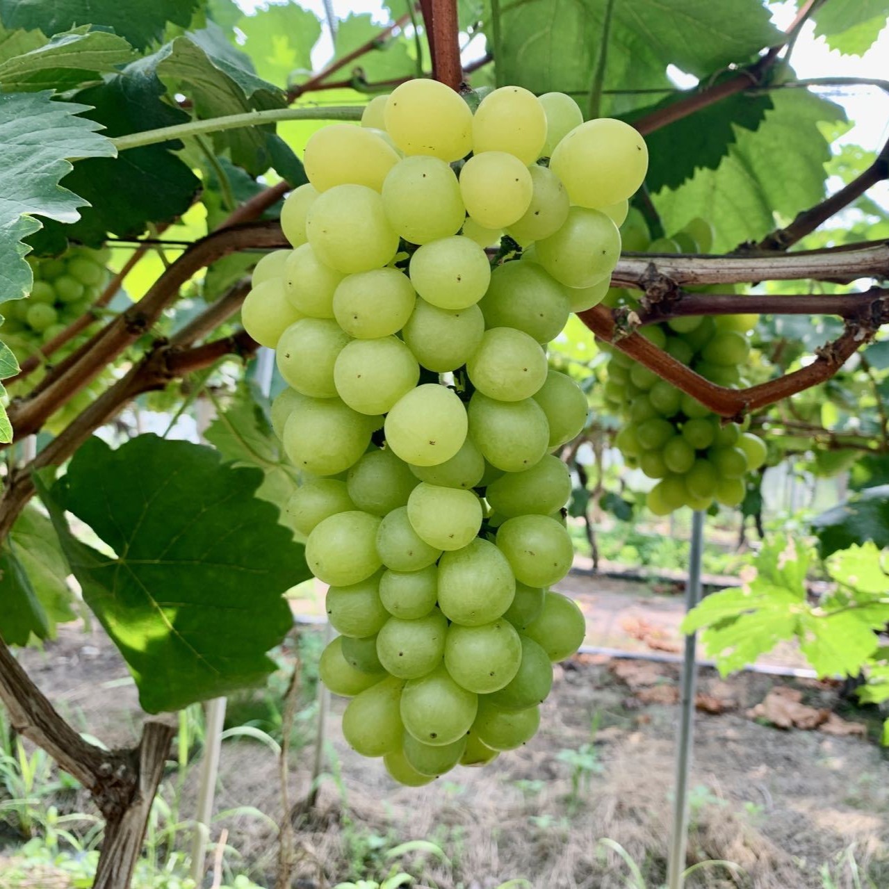 Zuijinxiang Grape Vine (醉金香葡萄苗)