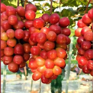 Golden Star Grape Vine (金之星葡萄苗)