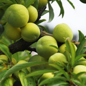 Jinshan Late Crisp Plum Tree (金山晚脆李)