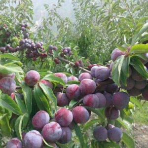 Jinshuai Plum Tree (金帅李)