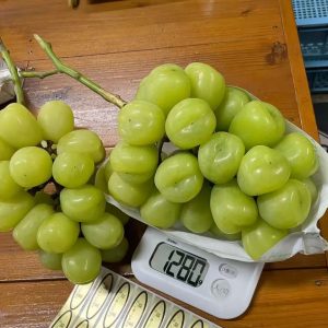Yuhou Grape Vine (雄宝葡萄苗)
