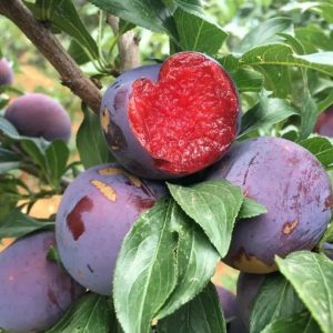 Flavored Rose Plum Tree (风味玫瑰李)