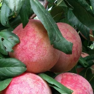 Xiangfei Plum Tree (香妃李)