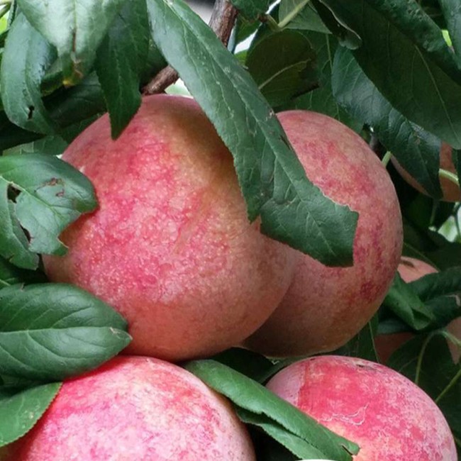 Xiangfei Plum Tree (香妃李)