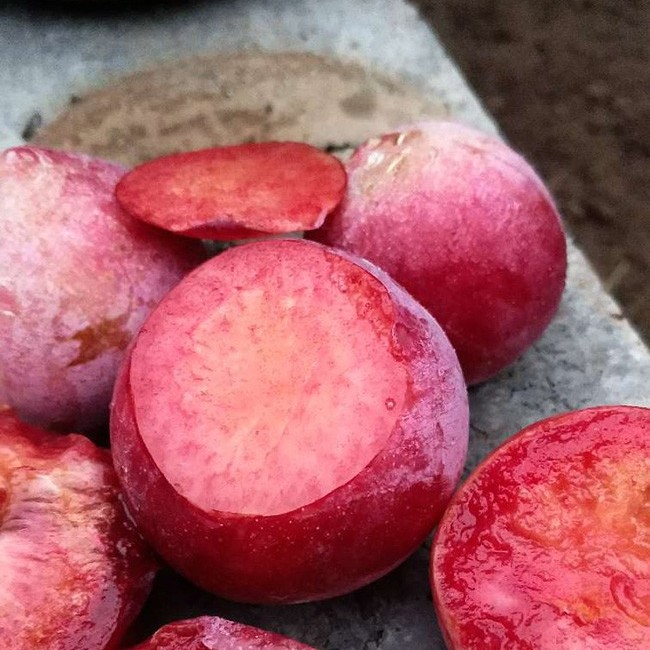 Xiangfei Plum Tree (香妃李) - Image 2