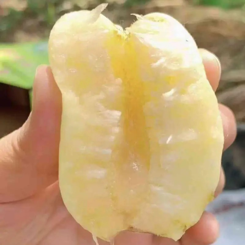 Xiangbai Apricot Tree (香白杏) - Image 3