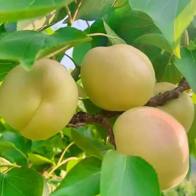 Xiangbai Apricot Tree (香白杏)