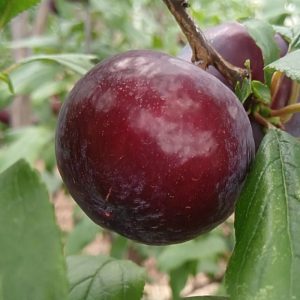 Black Honey Plum Tree (黑蜜李)