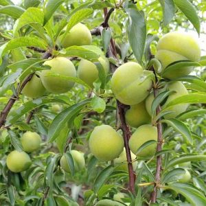 Long Plum Tree (龙李)