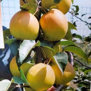 Danxia Red Asian Pear Tree (丹霞红梨)