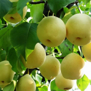 Jingbai Pear Tree (京白梨)