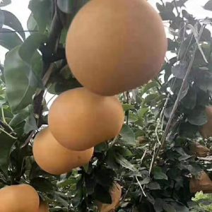 Nansui Pear Tree (南水梨)