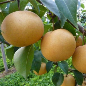 Wonhwang Asian Pear Tree (圆黄梨)