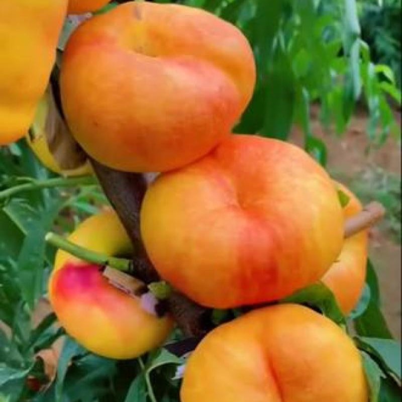 Tianwai Star No.1 Flat Nectarine Tree (天外之星一号油蟠桃)