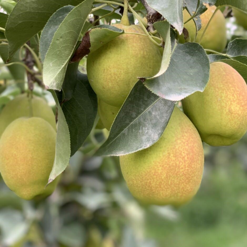 Korla Fragrant Pear Tree (库尔勒香梨)