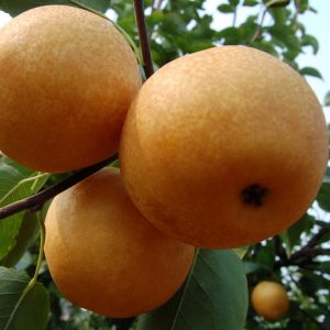 Xinhua Asian Pear Tree (新华梨)