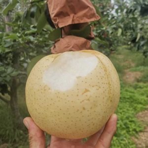 Kaori Asian Pear Tree (日本香梨)