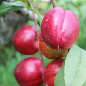 Early Red Ruby Superior-line Nectarine Tree ( 早红宝石优系黄桃)