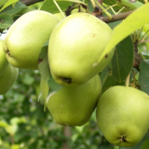 Early Crisp Asian Pear Tree (早酥梨)