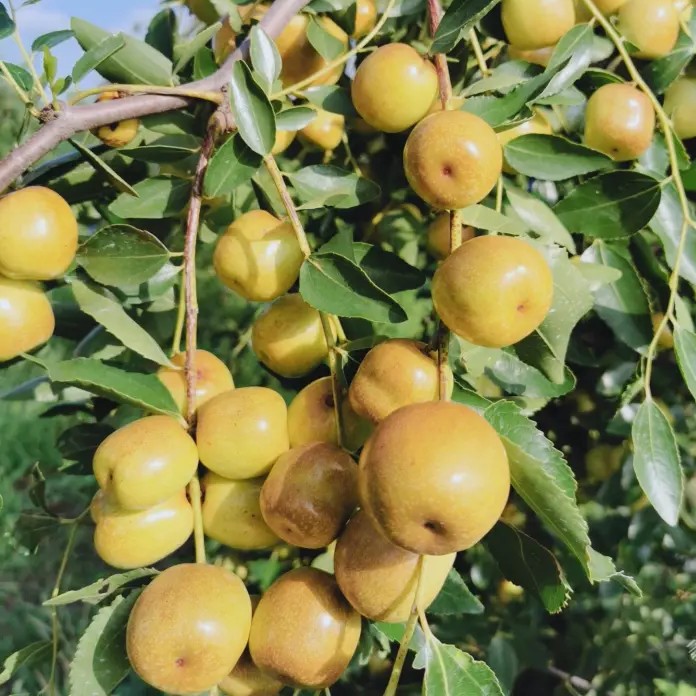 Yulingdang Jujube Tree (玉铃铛枣)