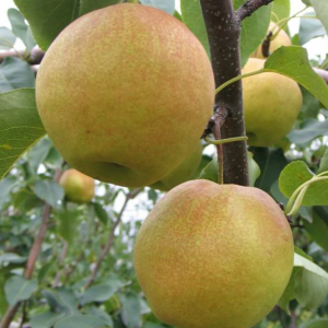 Yulu Fragrant Asian Pear Tree (玉露香梨)