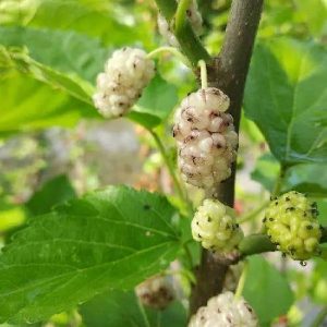 White Pearl Mulberry Tree (白珍珠果桑)