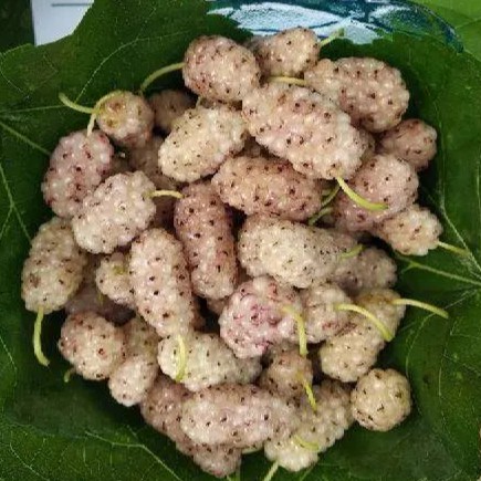 White Pearl Mulberry Tree (白珍珠果桑) - Image 2