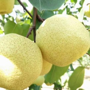 Dangshan Crisp Asian Pear Tree (砀山酥梨)