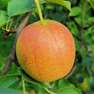 Hongsu Honey Pear Tree (红酥蜜梨)