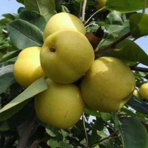 Cuiguan Asian Pear Tree (翠冠梨)