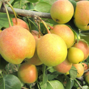 Apple Asian Pear Tree (苹果梨)