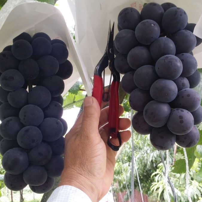 Tengren Grape Vine (藤稔葡萄苗)