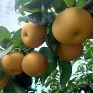Chaoyue Honey Asian Pear Tree (超月蜜梨)