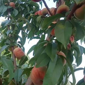 Jinling Blood Flat Peach Tree (金陵血蟠桃)