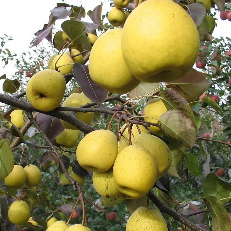 Snowflake Pear Tree (雪花梨)