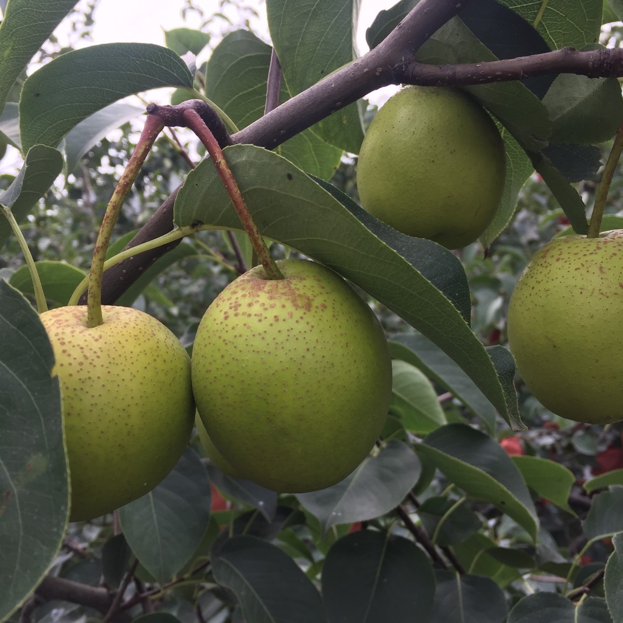 Snowflake Pear Tree (雪花梨) - Image 2