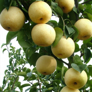 Golden Asian Pear Tree (黄金梨)