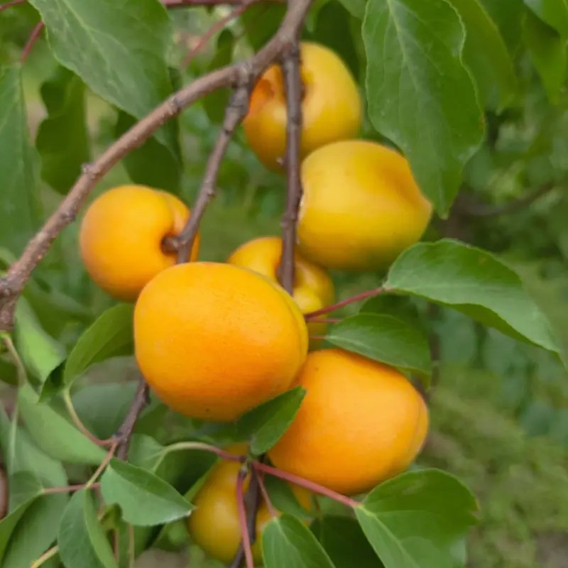 Golden Oil Apricot Tree (黄金油杏)