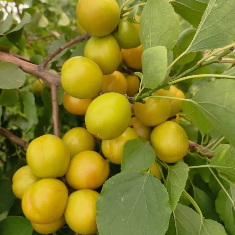 Golden Oil Apricot Tree (黄金油杏) - Image 2