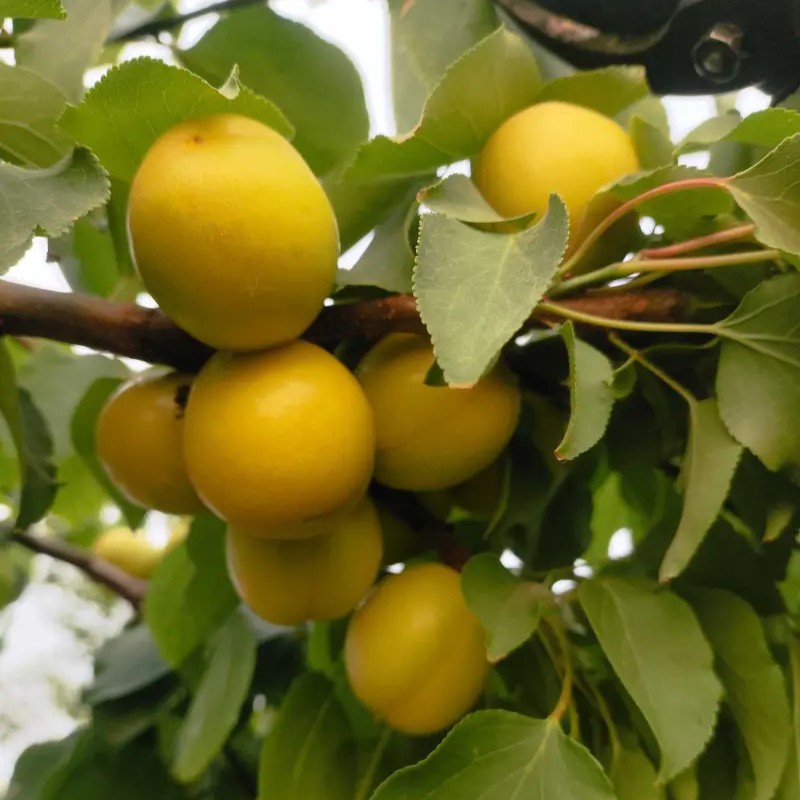 Golden Oil Apricot Tree (黄金油杏) - Image 3