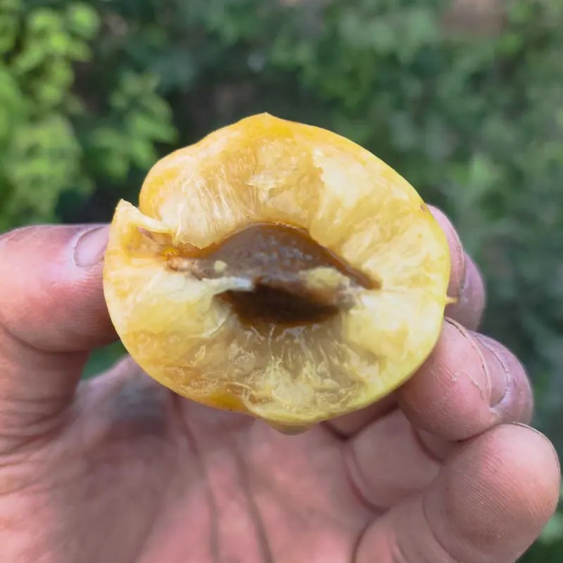 Golden Oil Apricot Tree (黄金油杏) - Image 4