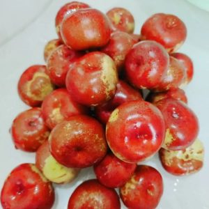 Longpan Winter Jujube Tree (龙蟠冬枣)